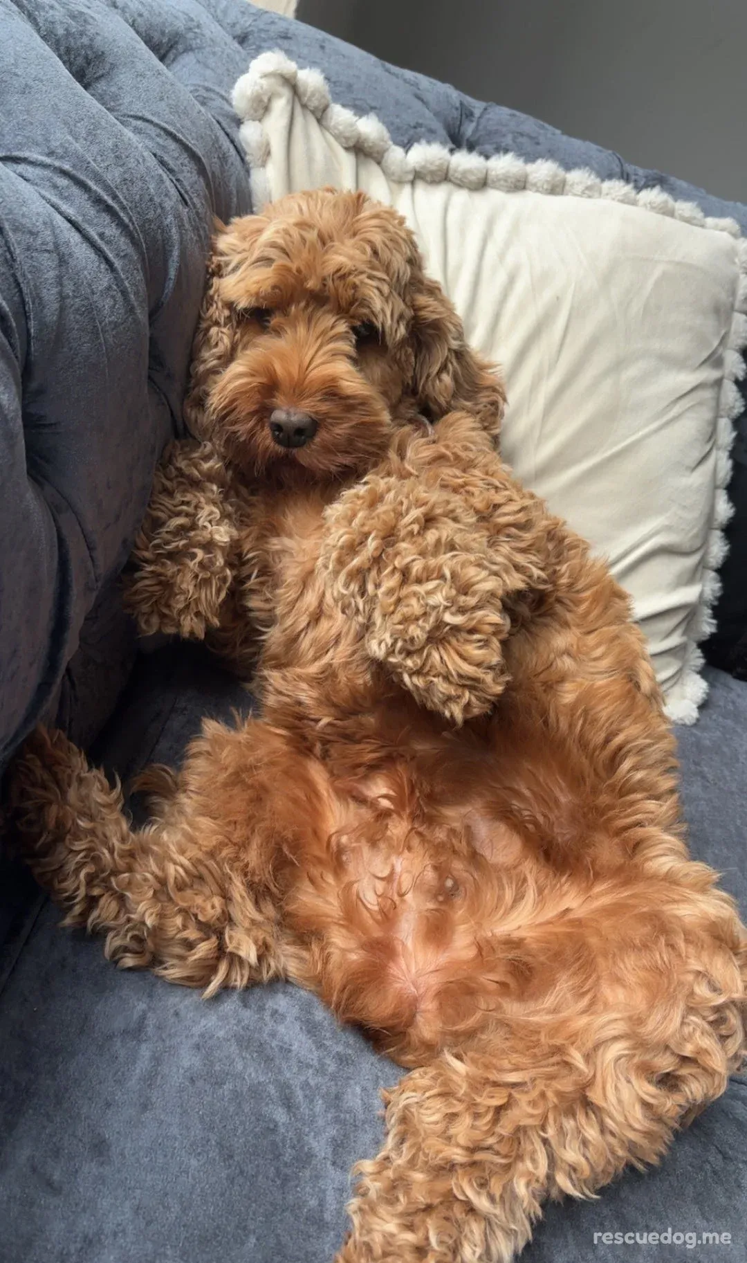 Clover — Labradoodle