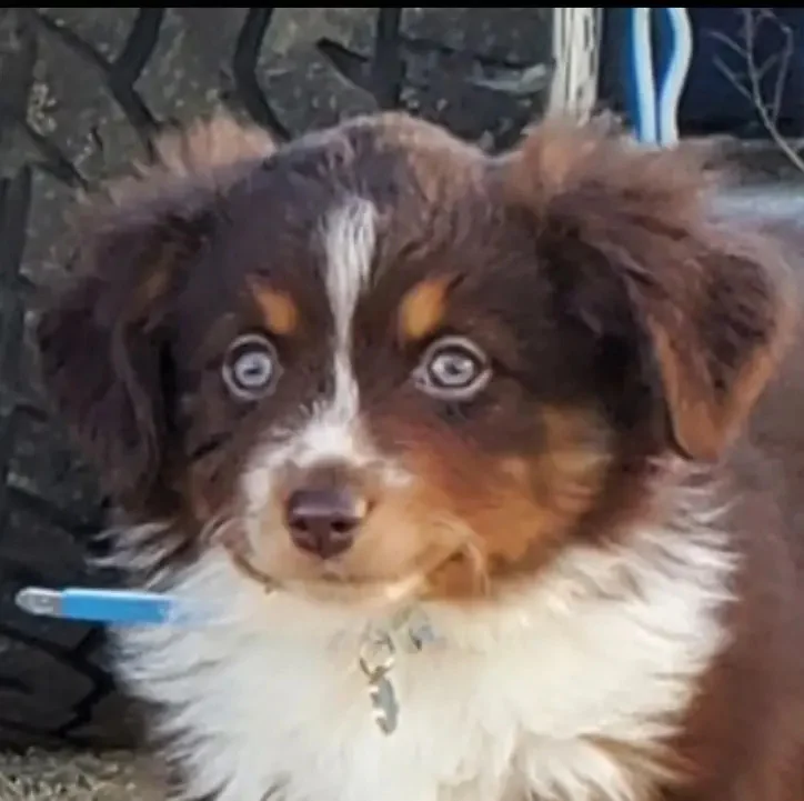 Nestlé — Toy Aussie