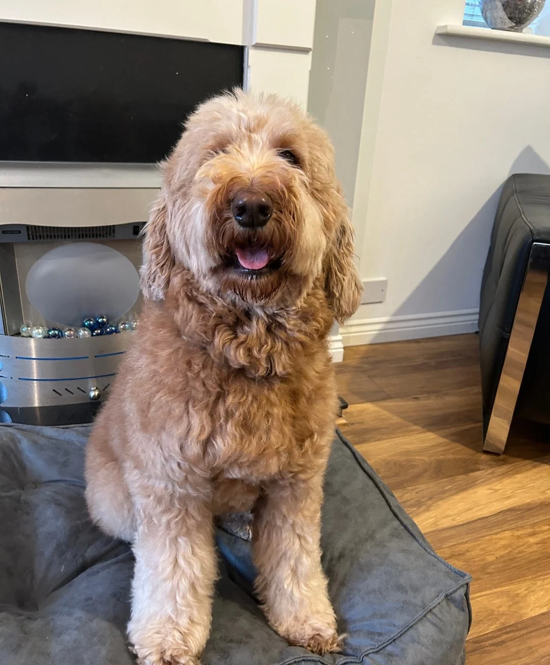 Peach — Goldendoodle