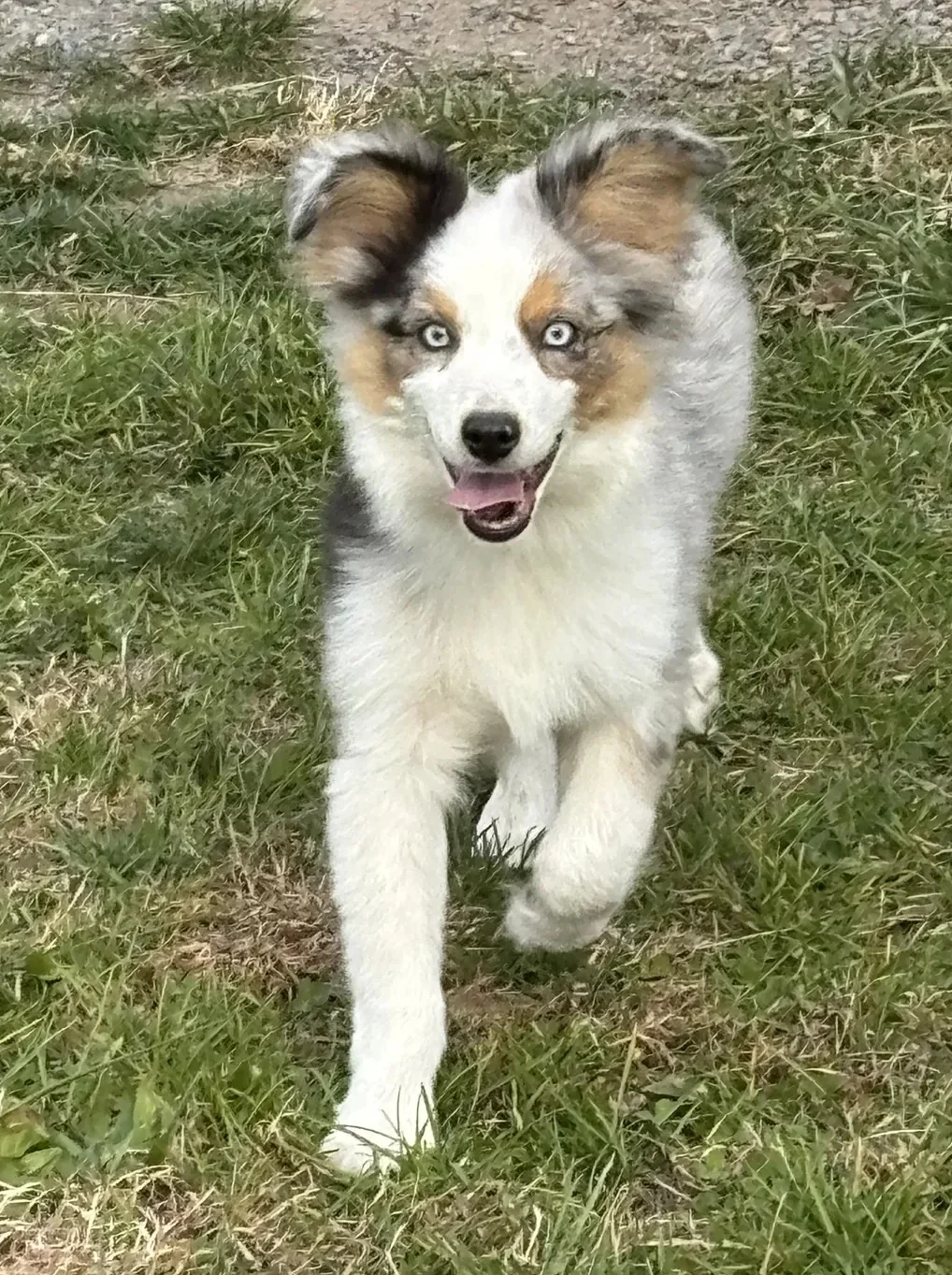 Trek — Toy Aussie