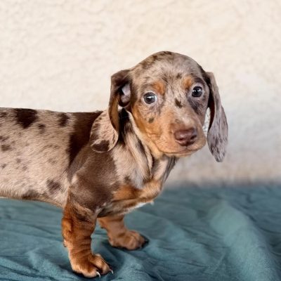 Dachshund puppy rescue