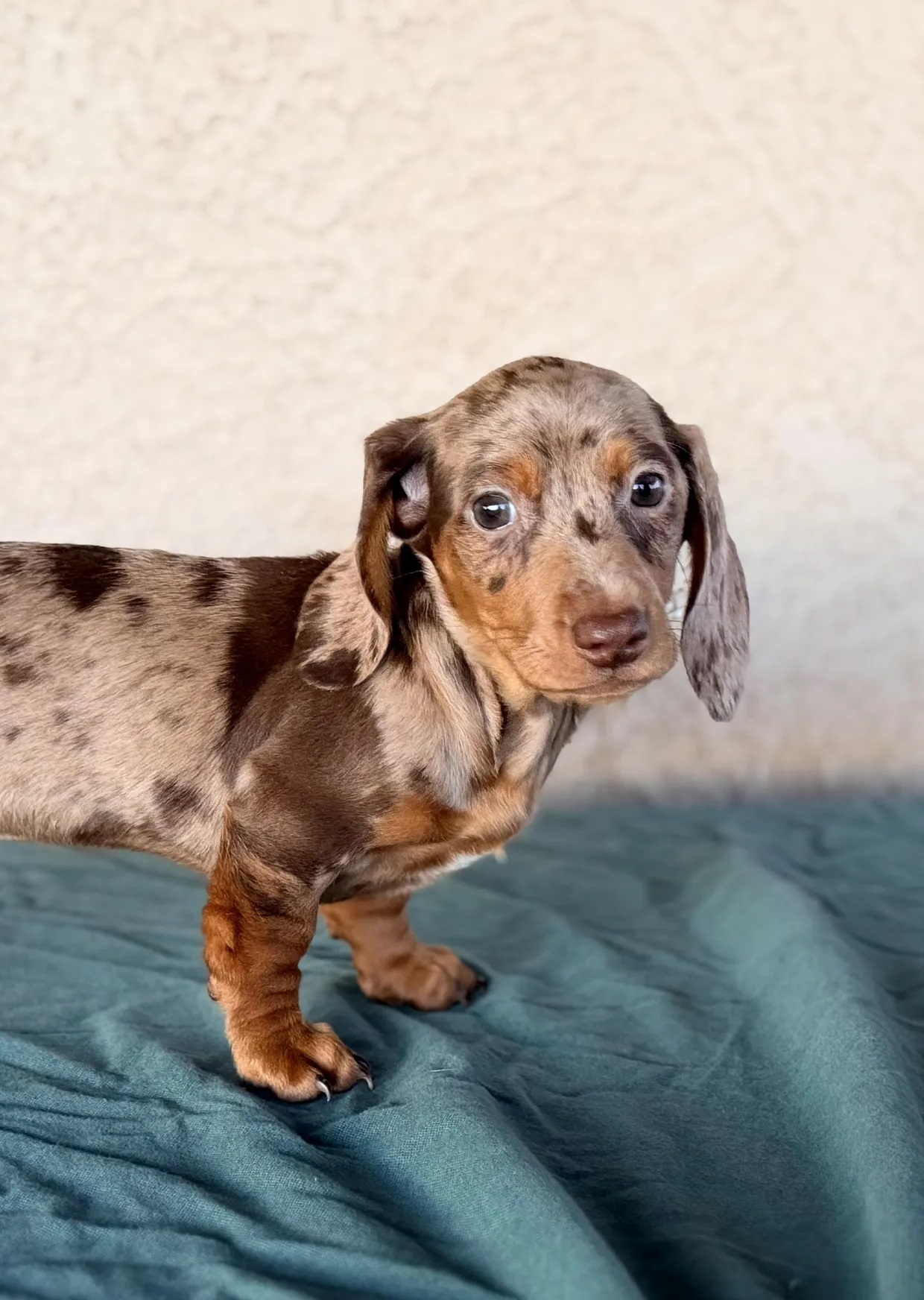 Dachshund puppy
