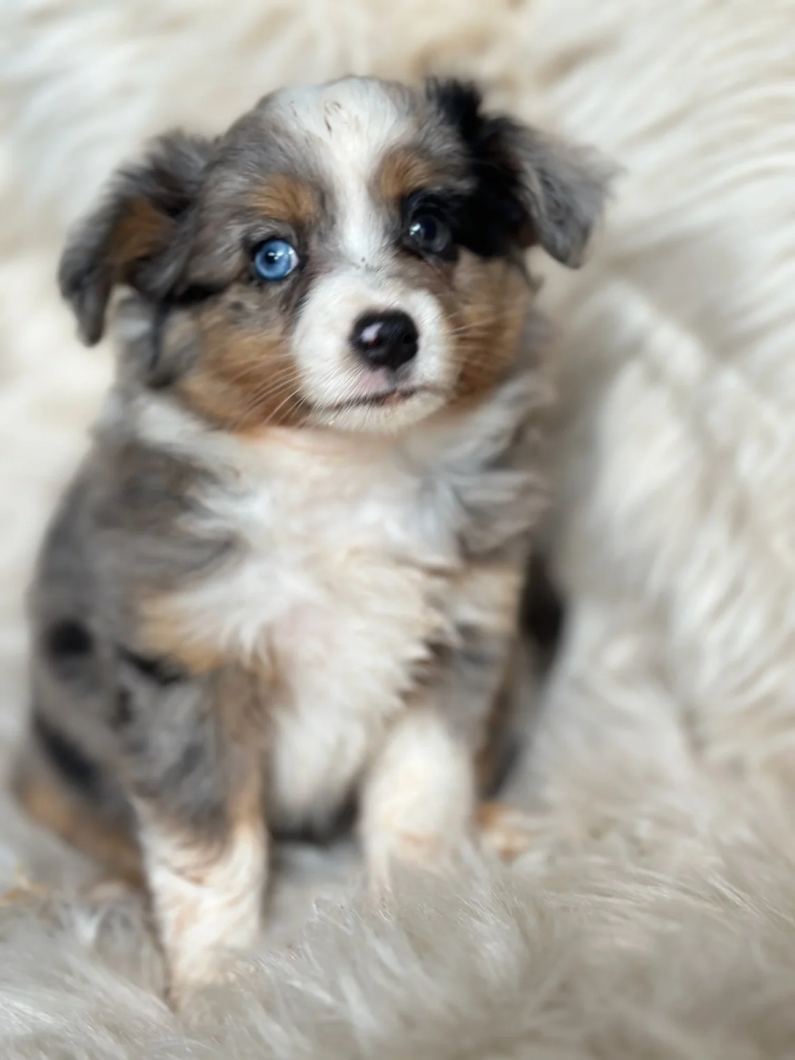 Toy Aussie rescue puppy
