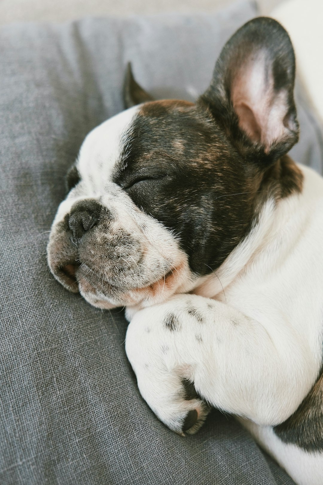 Dog relaxing at yoga studio