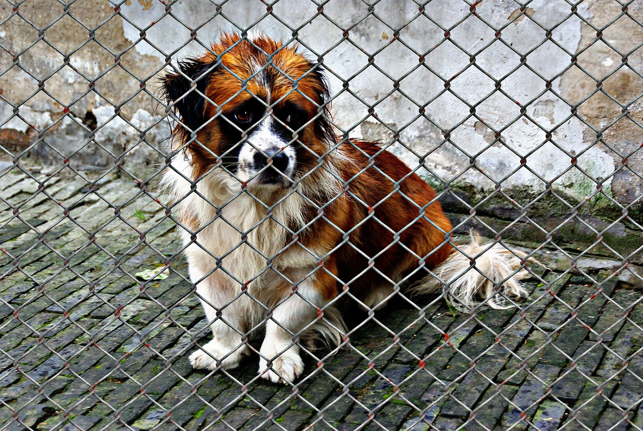 animal welfare, dog, locked, animal, animal shelter, sad, animal rescue, dog look, help, save, animals, heartbreaking, aid organization, pet, poor animal, not, wire mesh, fence, wildlife, emergency, rescue, terrible, helpless, nature, cute