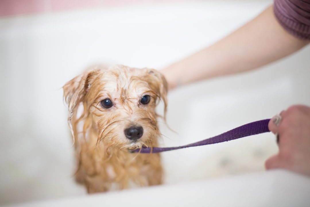 A rescue dog gets cleaned up in preparation to meet her new family.