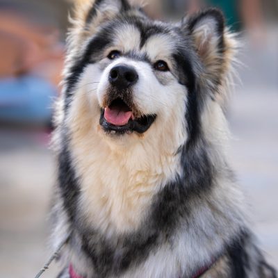 Sponsorship Opportunity