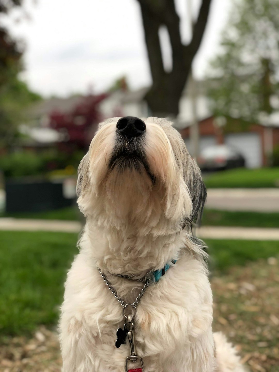 Cute rescue dog mutt.
