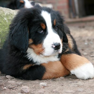 Bernese Mtn