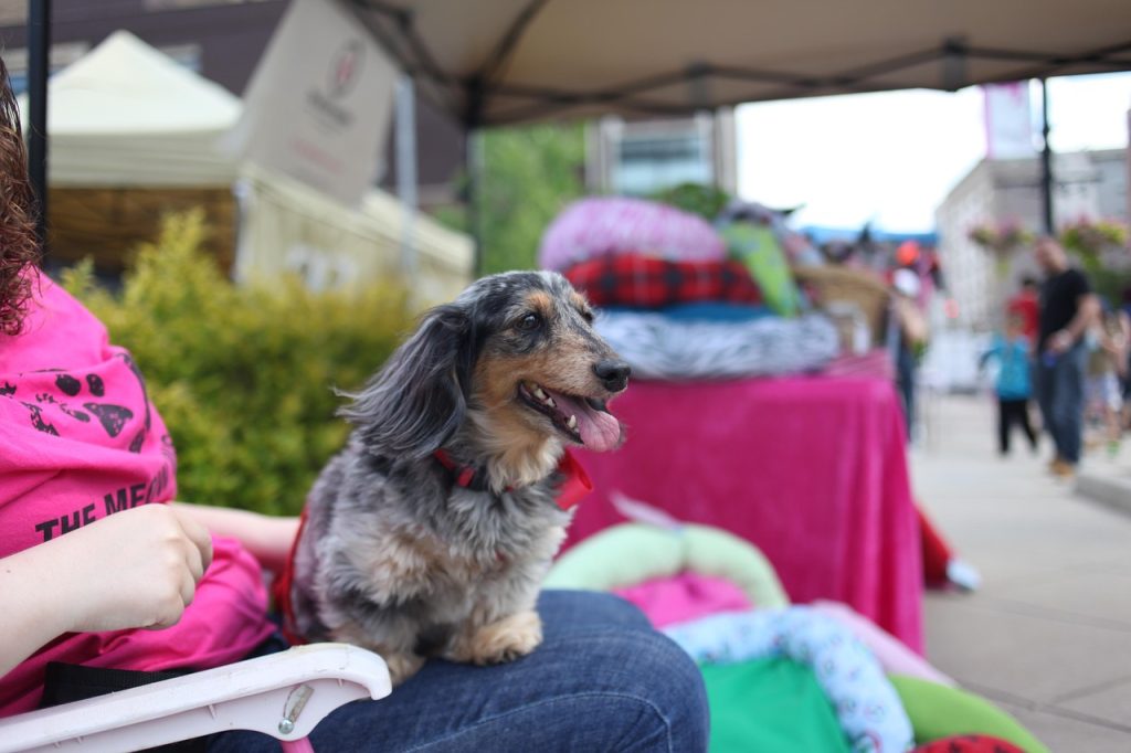 dog, festival, party, sidewalk, animal, nature, teckel, pet, dachshund