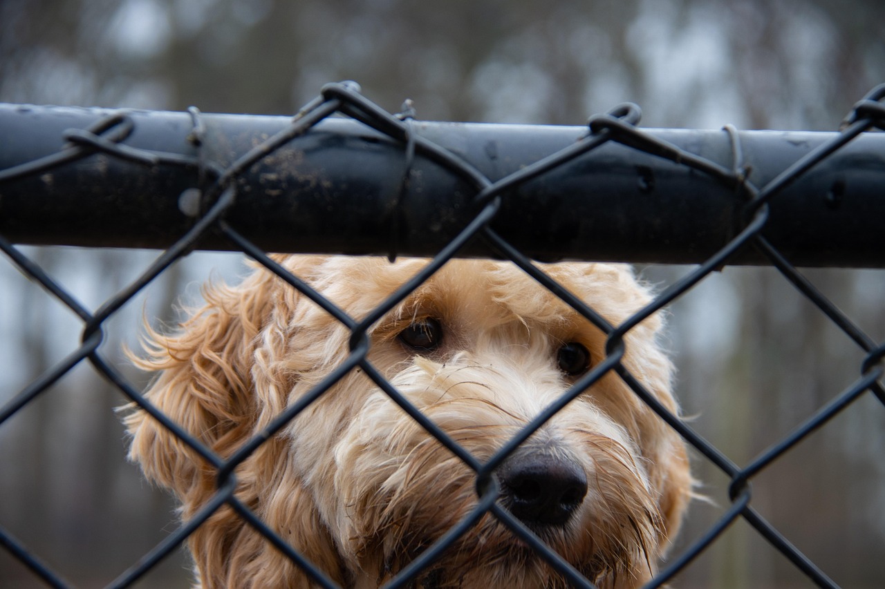 goldendoodle, dog, fence, pet, puppy, animal, nature, young dog, domestic dog, canine, mammal, cute, sad, rescue dog, mesh, backyard, animal shelter, animal world, closeup