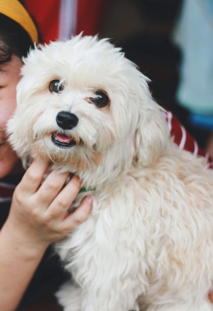 Cute Maltese dog being petted by a teenage owner, showcasing their affectionate bond.