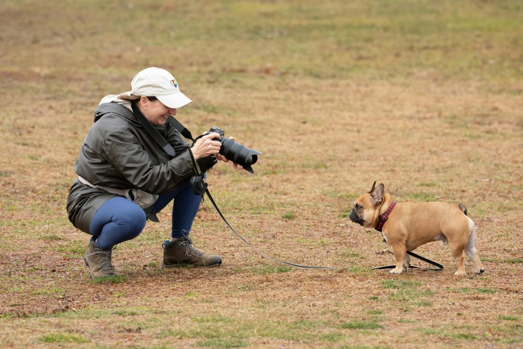 Photographer captures a playful French Bulldog outdoors in Stamford, Connecticut.