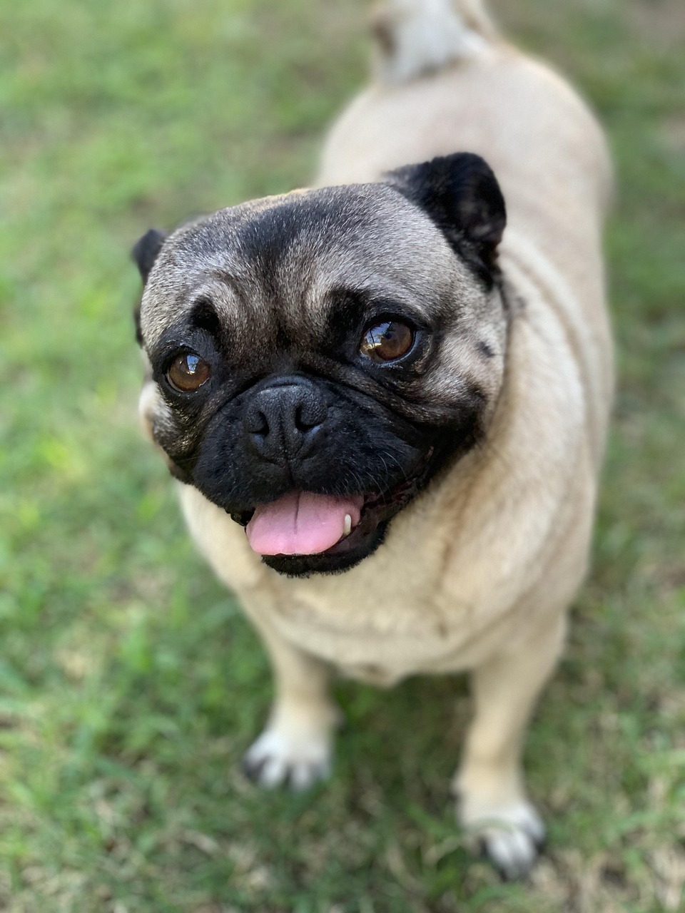 pug, pug dog, dog, nature, animal, cute, pet, rescue, furry, tongue, canine, small, adorable, fun, doggy, curly tail, playful, breed, domestic, friendship, love, green love, green fun, green friendship