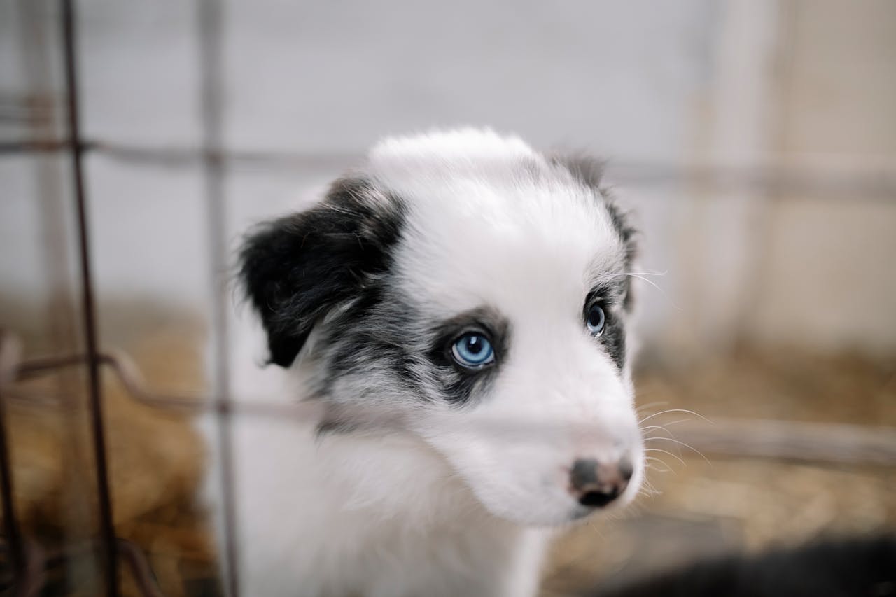 Adorable Border Collie puppy with blue eyes looking through cage in pet photography shot.
