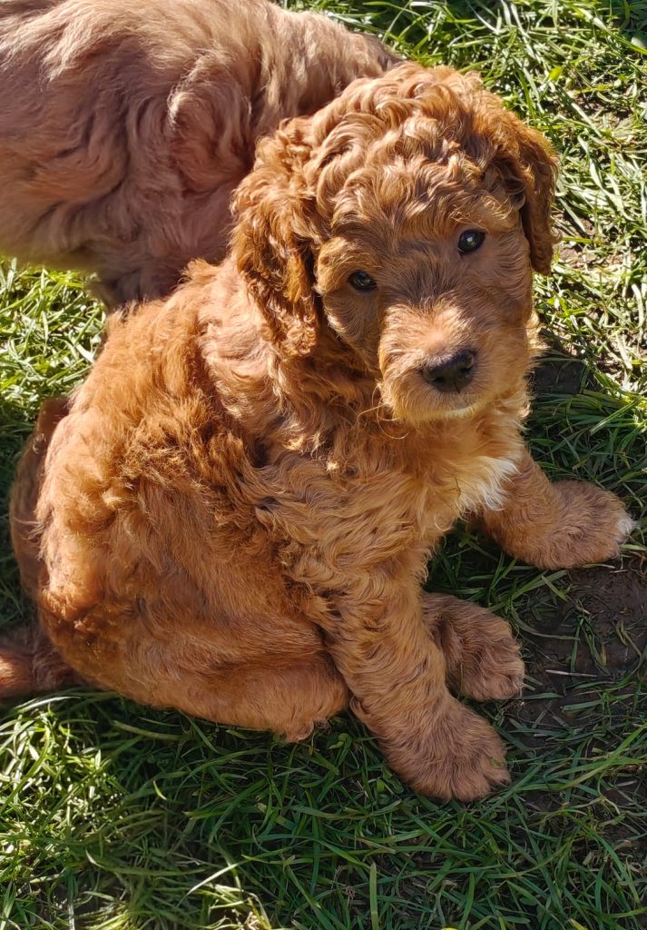 Rescue puppies for private events and parties