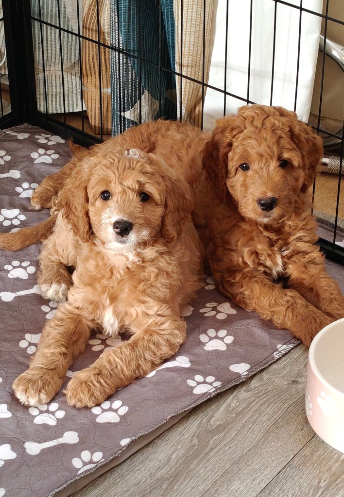 red doodles 7weeks whelp area 03