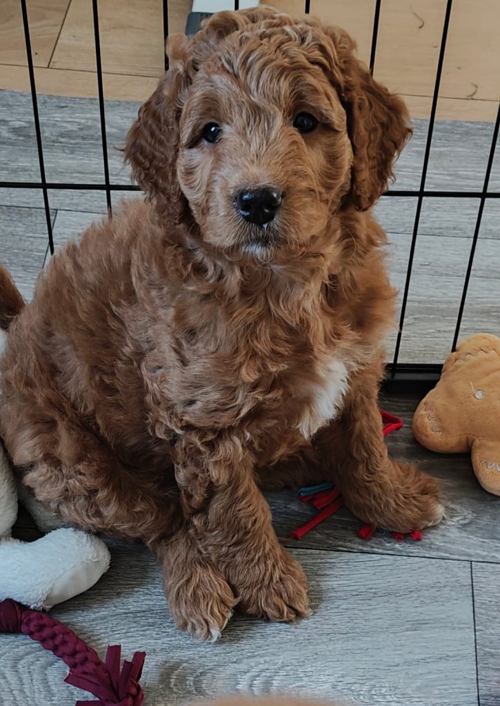 Rosie, recently adopted Labradoodle